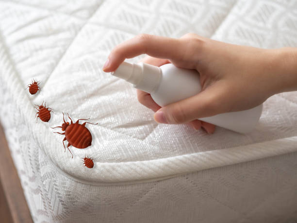 Best Pest Control Near Me in Lusby, MD