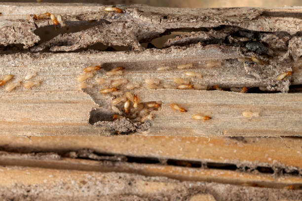 Best Emergency Pest Control  in Lusby, MD